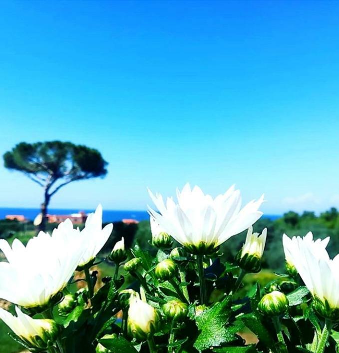 B&B Il Sogno Santa Maria di Castellabate Exterior foto